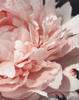 Poster - Blush peony VI