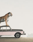 Plakat - Tiger om a car roof