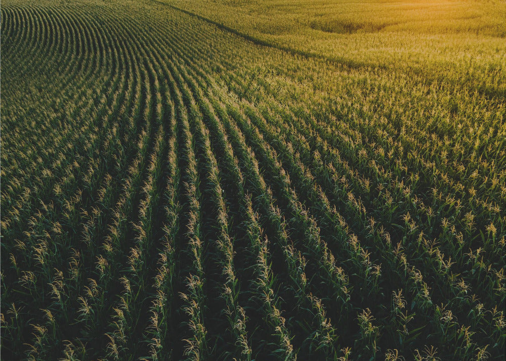 Poster - Corn Fields 02