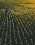 Poster - Corn Fields 02