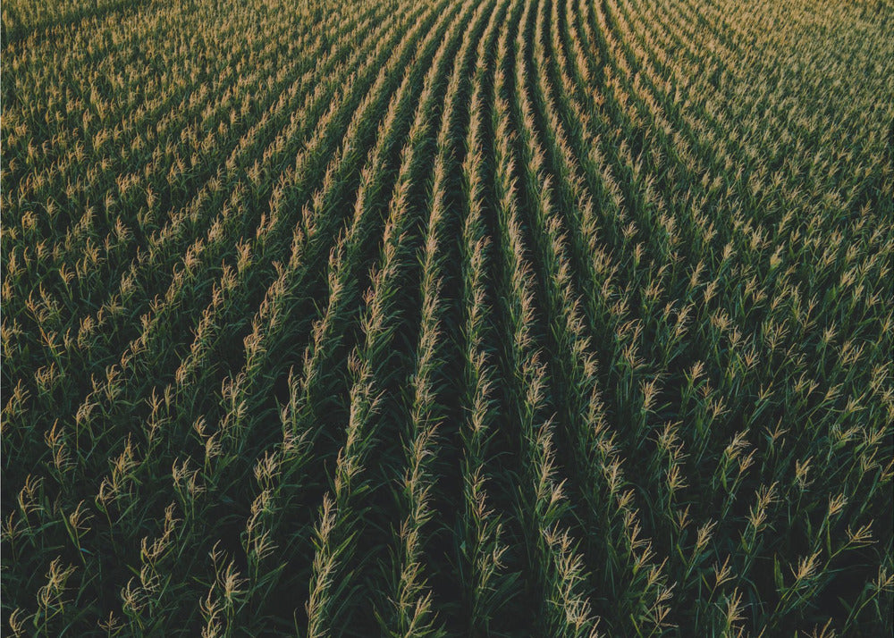 Poster - Corn Fields 03