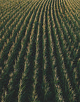 Poster - Corn Fields 03