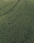 Plakat - Corn Fields 01