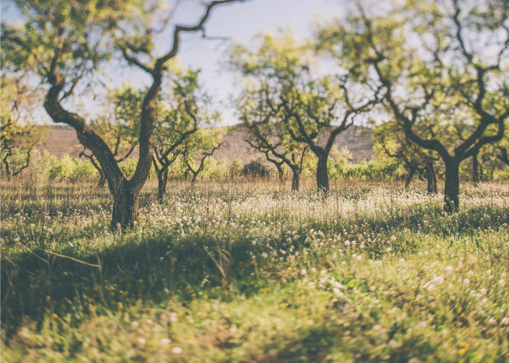 Poster - Apple Trees 02