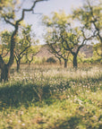 Poster - Apple Trees 02