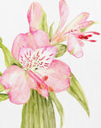 Poster - Pink watercolor alstroemeria