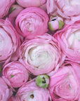 Poster - Pink ranunculus