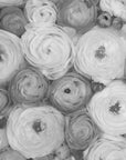 Poster - Scattered ranunculus grayscale II