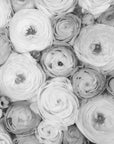 Poster - Scattered ranunculus grayscale I