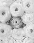 Poster - Singular ranunculus gray