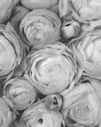 Poster - Gray ranunculus