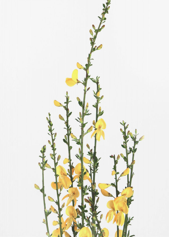 Poster - Yellow blooms