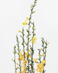 Poster - Yellow blooms