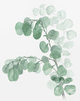 Poster - Watercolor silver dollar eucalyptus