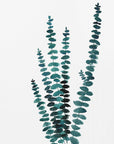 Poster - Teal watercolor eucalyptus I