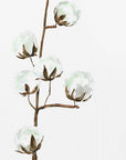 Poster - Watercolor cotton branch I