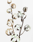 Poster - Watercolor cotton branch II