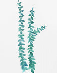 Plakat - Watercolor eucalyptus branches in teal