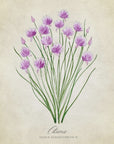 Plakat - Chives vintage