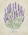 Poster - Lavender vintage