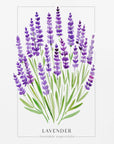 Poster - Lavender II