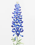 Poster - Watercolor Texas bluebonnet