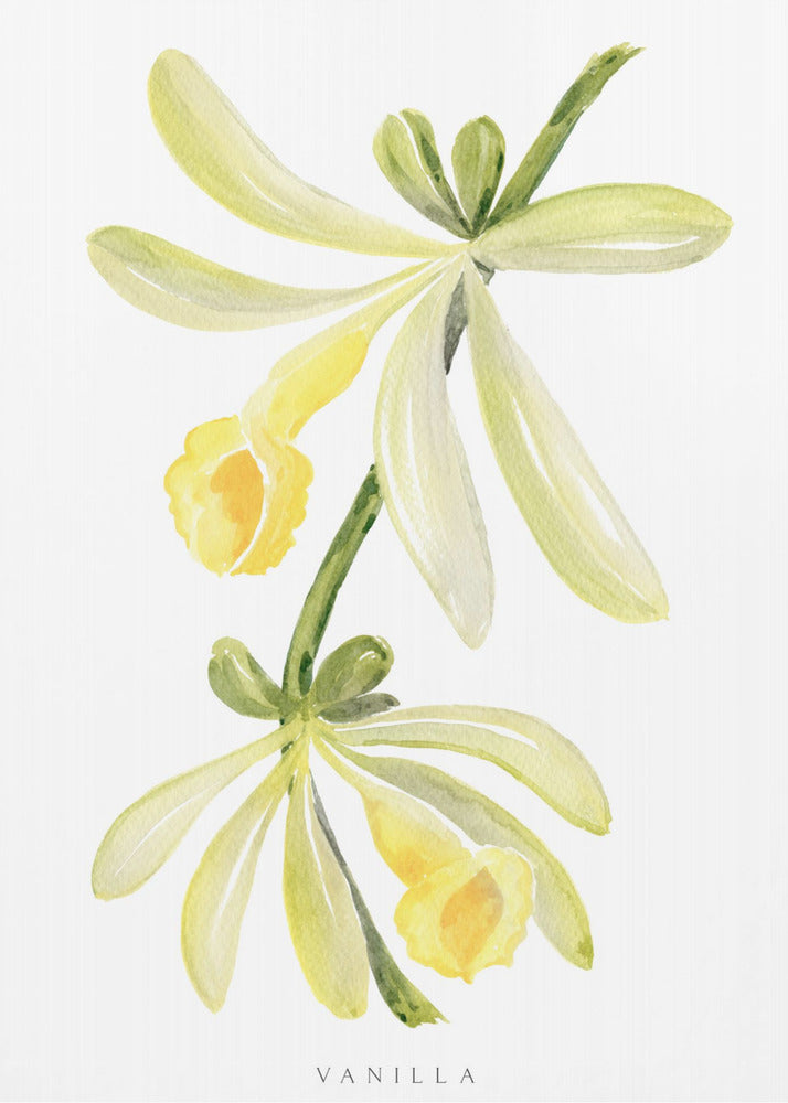 Plakat - Watercolor vanilla orchid