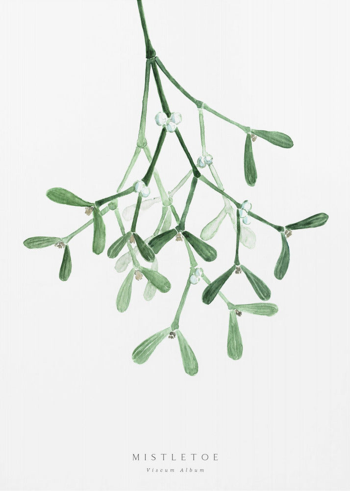 Poster - Watercolor mistletoe