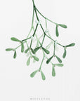 Poster - Watercolor mistletoe