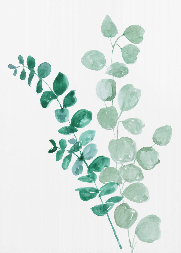 Plakat - Two eucalyptus branches