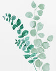 Plakat - Two eucalyptus branches