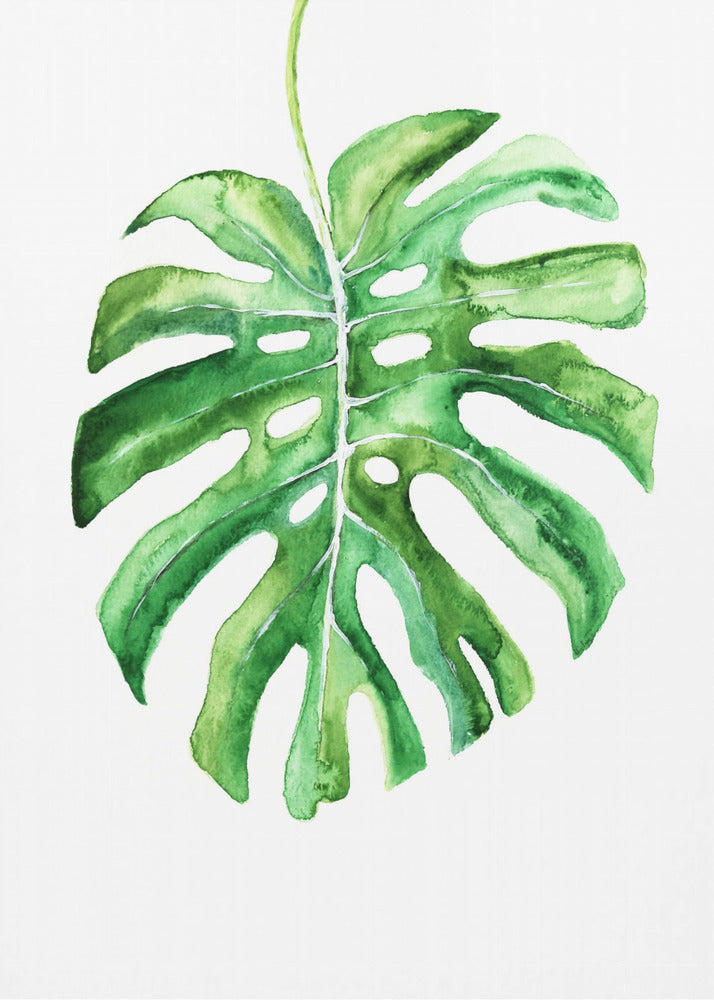 Poster - Monstera leaf