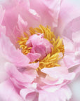 Poster - Pink peony I