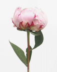 Plakat - Pink peony II