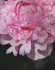 Poster - Pink peony V