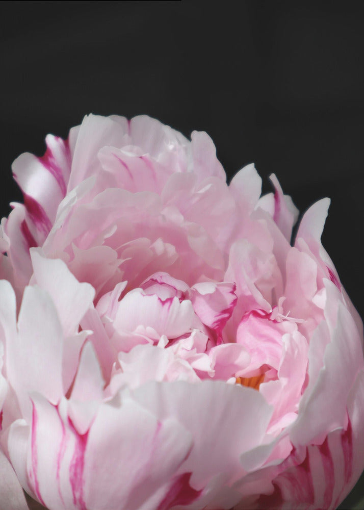 Poster - Pink peony VIII