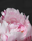 Poster - Pink peony VIII