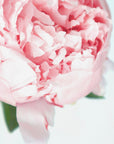 Plakat - Blush peony VII