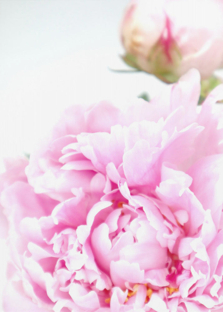 Poster - Pink peony IX