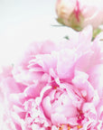 Poster - Pink peony IX