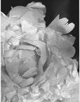 Poster - Enjoy the little things peony BW