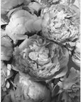 Plakat - Life blooms everyday peonies bw