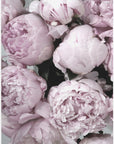 Plakat - Smile and dream peonies