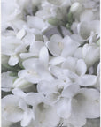 Plakat - Distressed freesias III