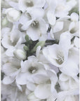 Plakat - Distressed freesias II