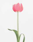 Poster - Pink tulip