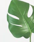 Poster - Bright green monstera leaf