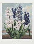 Plakat - Hyacinths from The Temple of Flora (1807)