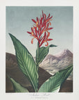 Plakat - Indian Reed from The Temple of Flora (1807)