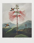 Poster - Large–Flowering Sensitive Plant from The Temple of Flora (1807)